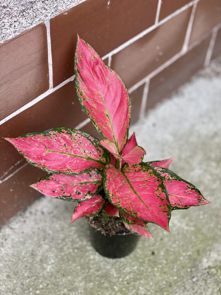 Zdjęcie rosliny doniczkowej Aglaonema Red Elephant, ujęcie 2