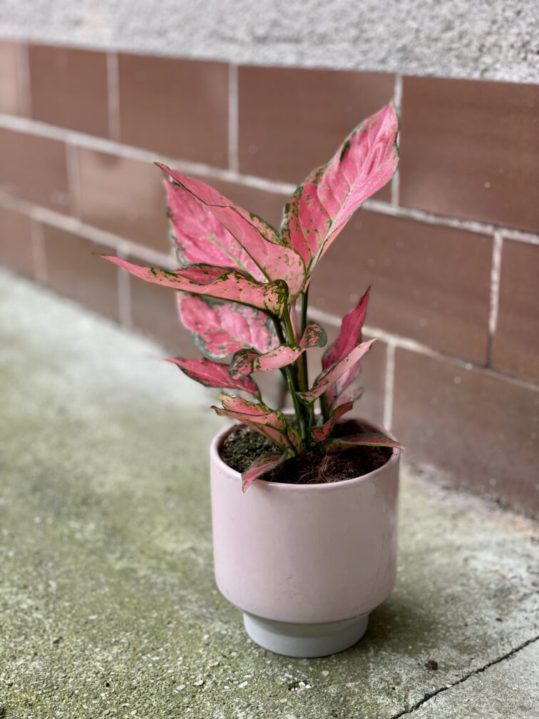Zdjęcie rosliny doniczkowej Aglaonema Red Elephant, ujęcie 3