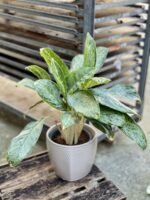 Zdjęcie rosliny doniczkowej Aglaonema Royal Diamond, ujęcie 1