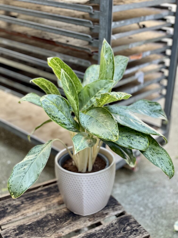 Zdjęcie rosliny doniczkowej Aglaonema Royal Diamond, ujęcie 1