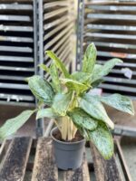 Zdjęcie rosliny doniczkowej Aglaonema Royal Diamond, ujęcie 2