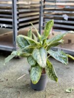 Zdjęcie rosliny doniczkowej Aglaonema Royal Diamond, ujęcie 3