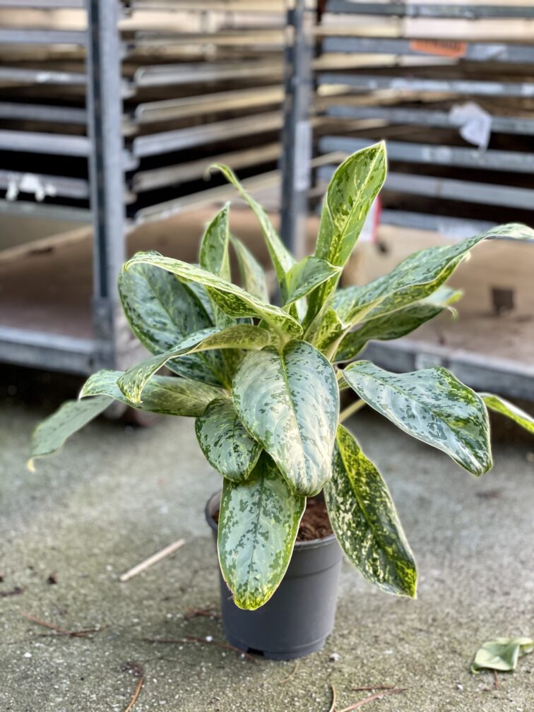 Zdjęcie rosliny doniczkowej Aglaonema Royal Diamond, ujęcie 3