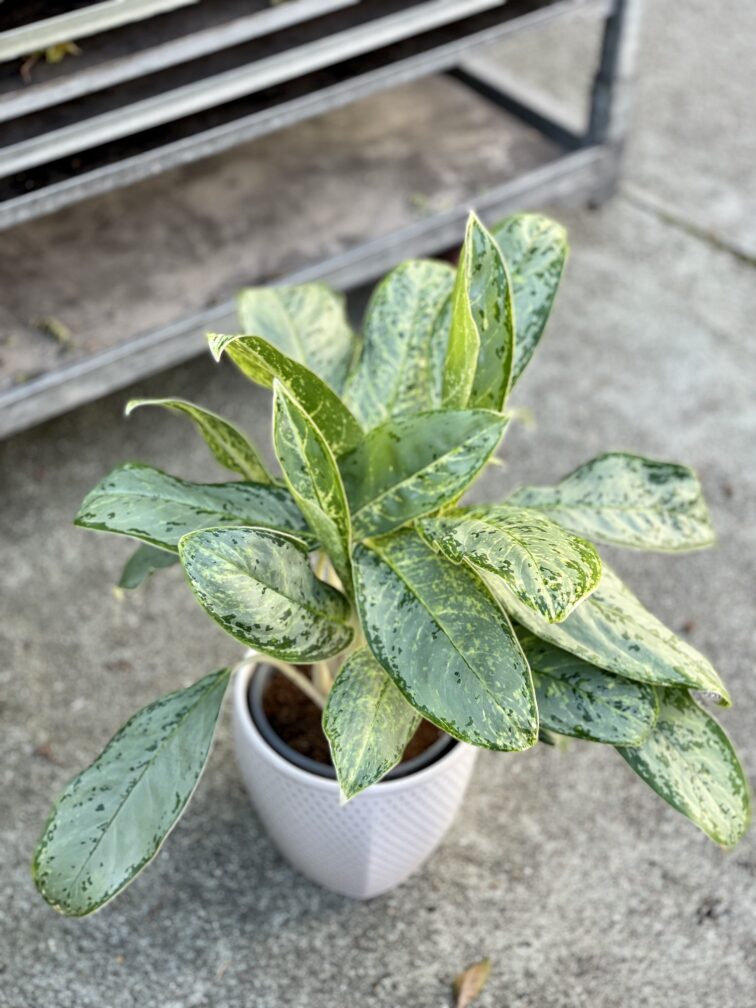 Zdjęcie rosliny doniczkowej Aglaonema Royal Diamond, ujęcie 4