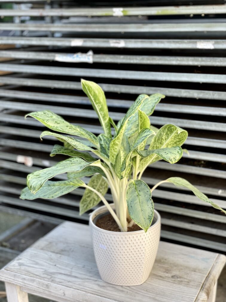 Zdjęcie rosliny doniczkowej Aglaonema Royal Diamond, ujęcie 5