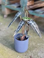 Zdjęcie rosliny doniczkowej Alocasia Bambino Arrow, ujęcie 1