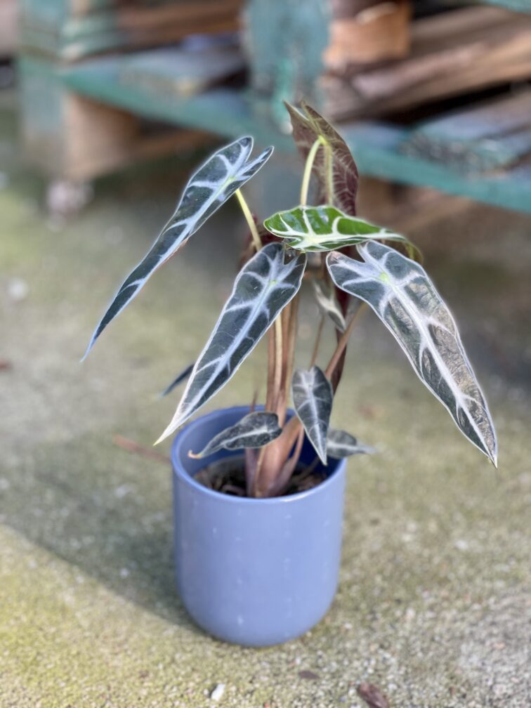 Zdjęcie rosliny doniczkowej Alocasia Bambino Arrow, ujęcie 1
