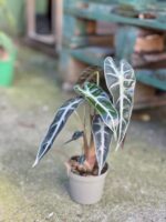 Zdjęcie rosliny doniczkowej Alocasia Bambino Arrow, ujęcie 2
