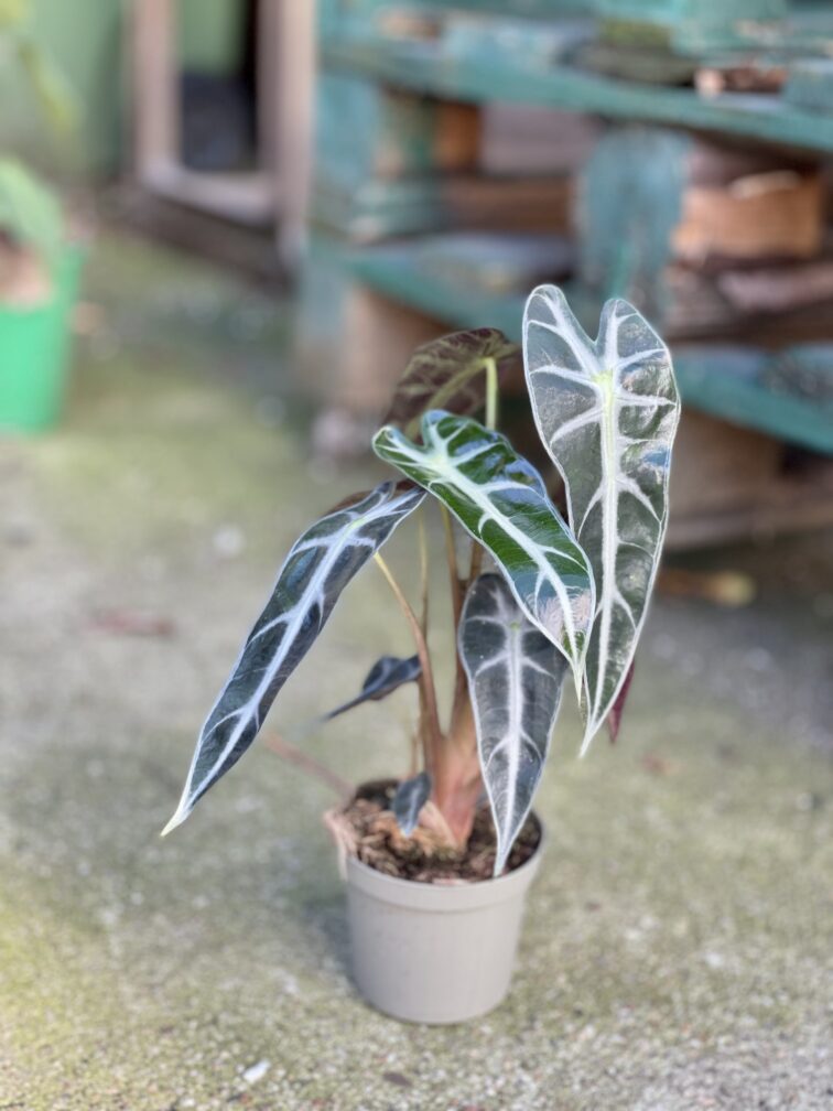 Zdjęcie rosliny doniczkowej Alocasia Bambino Arrow, ujęcie 2