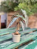 Zdjęcie rosliny doniczkowej Alocasia Bambino Arrow, ujęcie 3