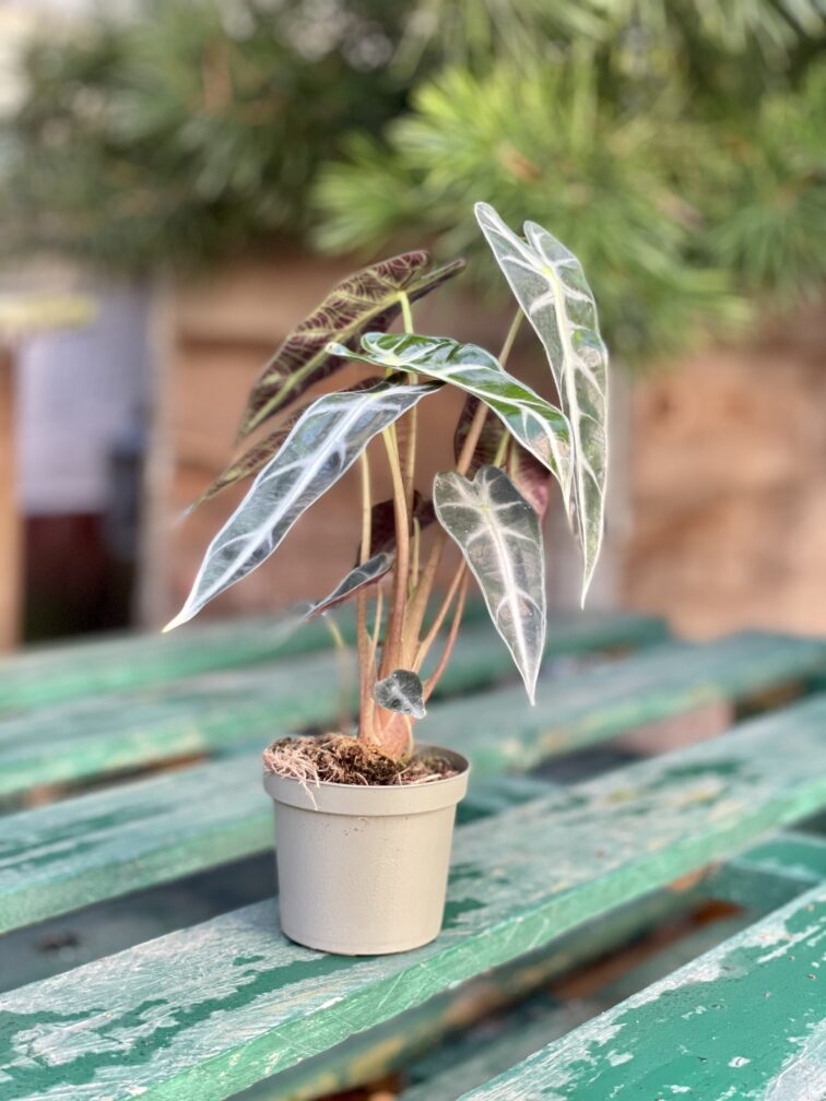 Zdjęcie rosliny doniczkowej Alocasia Bambino Arrow, ujęcie 3
