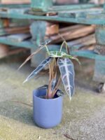 Zdjęcie rosliny doniczkowej Alocasia Bambino Arrow, ujęcie 4