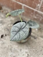 Zdjęcie rosliny doniczkowej Alocasia Melo, ujęcie 1