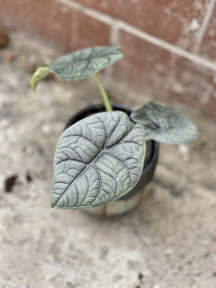 Zdjęcie rosliny doniczkowej Alocasia Melo, ujęcie 1