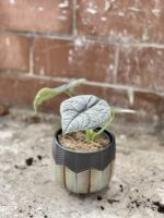 Zdjęcie rosliny doniczkowej Alocasia Melo, ujęcie 2