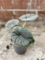 Zdjęcie rosliny doniczkowej Alocasia Melo, ujęcie 3