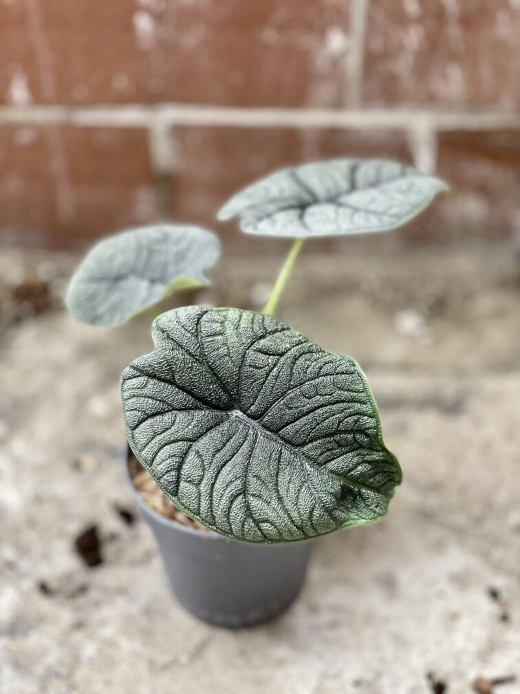 Zdjęcie rosliny doniczkowej Alocasia Melo, ujęcie 3
