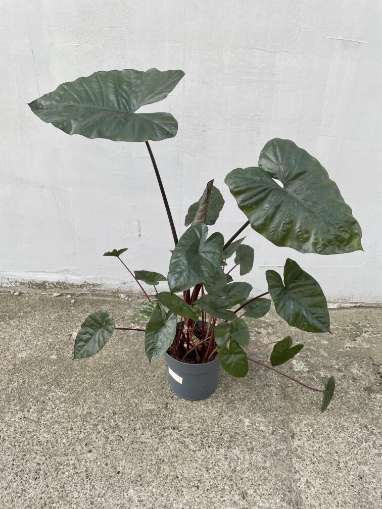 alocasia-plumbea-metallica_21x80-1_1665218741.jpg Zdjęcie rosliny doniczkowej Alocasia plumbea metallica, ujęcie 1