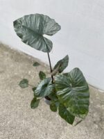 Zdjęcie rosliny doniczkowej Alocasia plumbea metallica, ujęcie 3