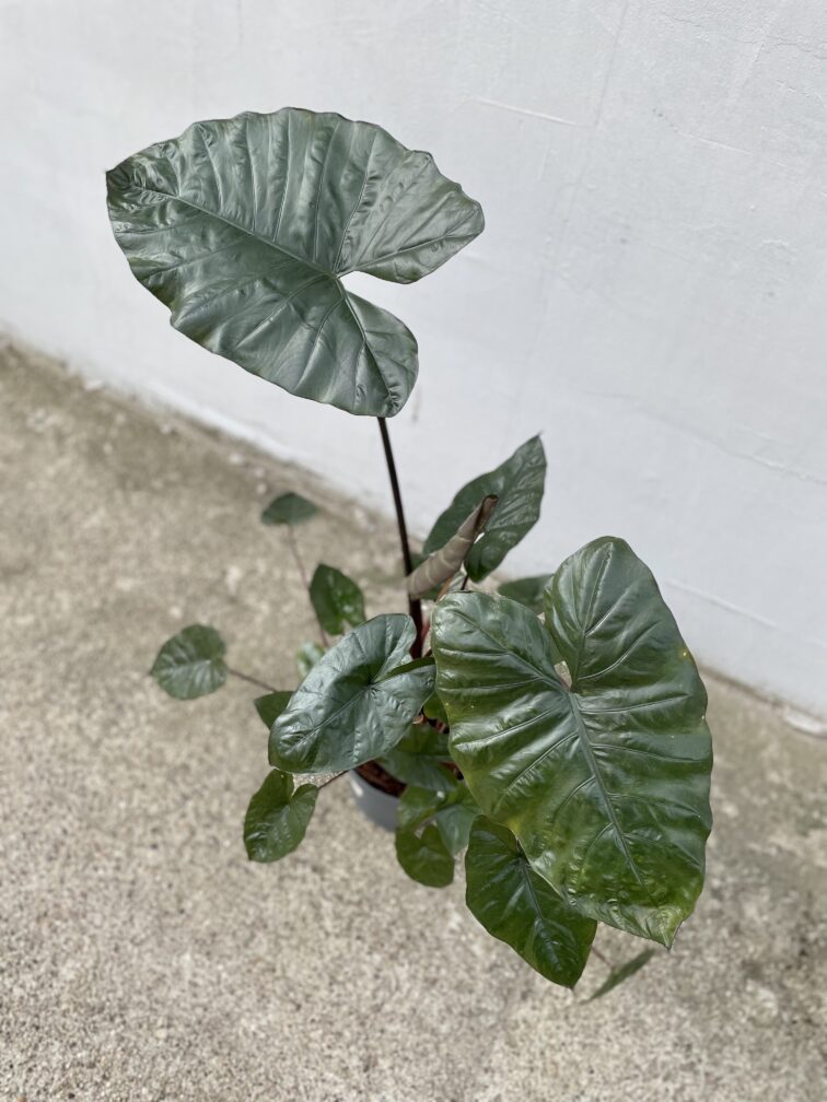 Zdjęcie rosliny doniczkowej Alocasia plumbea metallica, ujęcie 3