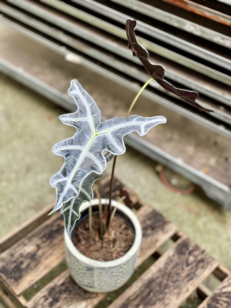 Zdjęcie rosliny doniczkowej Alocasia sanderiana nobilis, ujęcie 1