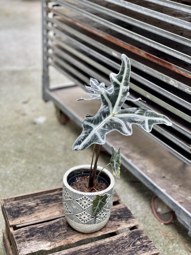 Zdjęcie rosliny doniczkowej Alocasia sanderiana nobilis, ujęcie 2