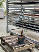 Zdjęcie rosliny doniczkowej Alocasia sanderiana nobilis, ujęcie 3