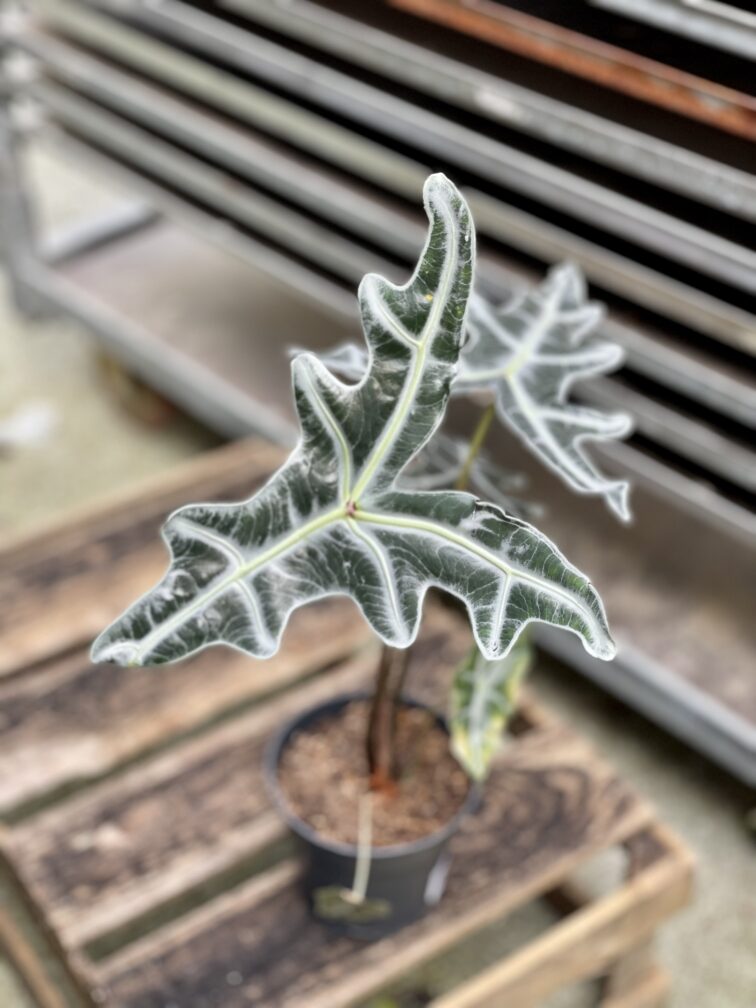 Zdjęcie rosliny doniczkowej Alocasia sanderiana nobilis, ujęcie 4