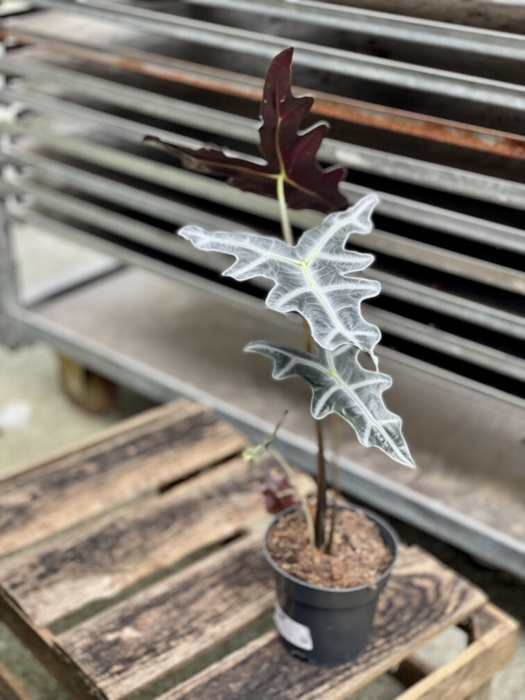 Zdjęcie rosliny doniczkowej Alocasia sanderiana nobilis, ujęcie 5