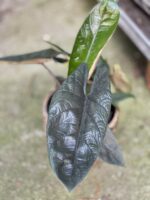 Zdjęcie rosliny doniczkowej Alocasia Scalprum, ujęcie 1