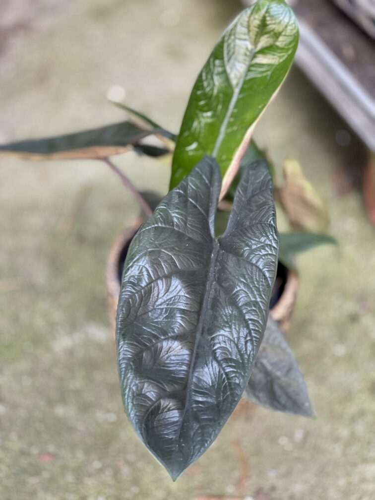 alocasia-scalprum_14x45-1_1664616811.jpg Zdjęcie rosliny doniczkowej Alocasia Scalprum, ujęcie 1