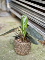Zdjęcie rosliny doniczkowej Alocasia Scalprum, ujęcie 2