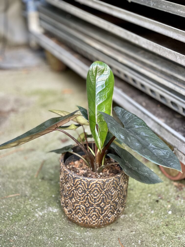 Zdjęcie rosliny doniczkowej Alocasia Scalprum, ujęcie 2