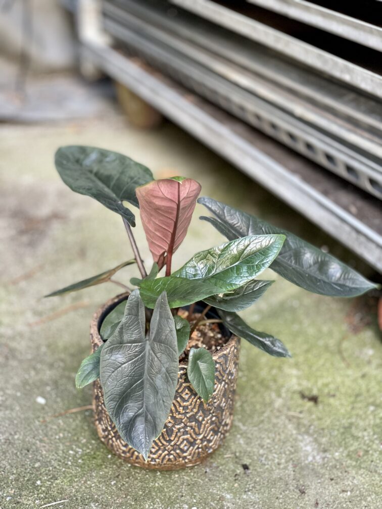 Zdjęcie rosliny doniczkowej Alocasia Scalprum, ujęcie 3