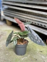 Zdjęcie rosliny doniczkowej Alocasia Scalprum, ujęcie 4