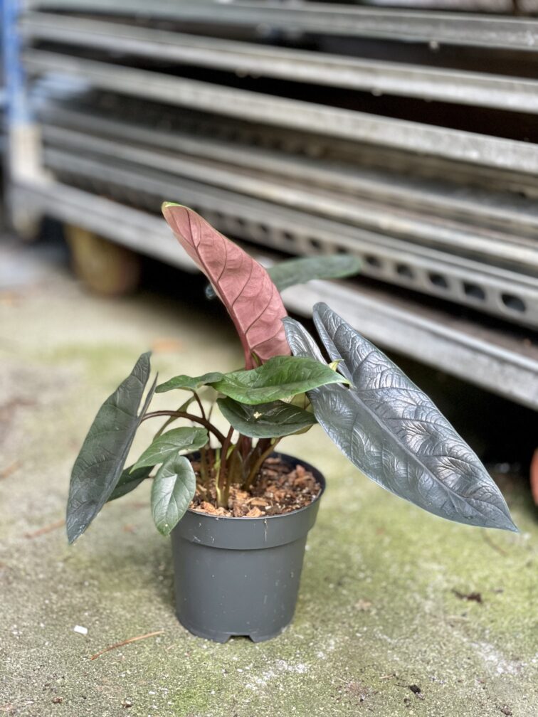 Zdjęcie rosliny doniczkowej Alocasia Scalprum, ujęcie 4