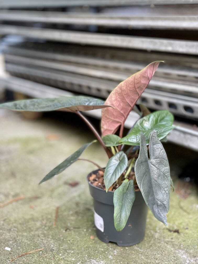 Zdjęcie rosliny doniczkowej Alocasia Scalprum, ujęcie 5