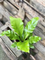 Zdjęcie rosliny doniczkowej Asplenium nidus (Zanokcica Gniazdowa), ujęcie 1