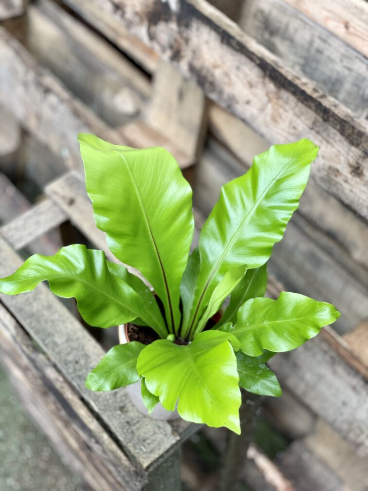 Zdjęcie rosliny doniczkowej Asplenium nidus (Zanokcica Gniazdowa), ujęcie 1