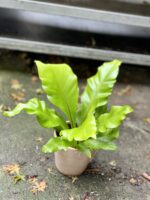 Zdjęcie rosliny doniczkowej Asplenium nidus (Zanokcica Gniazdowa), ujęcie 2