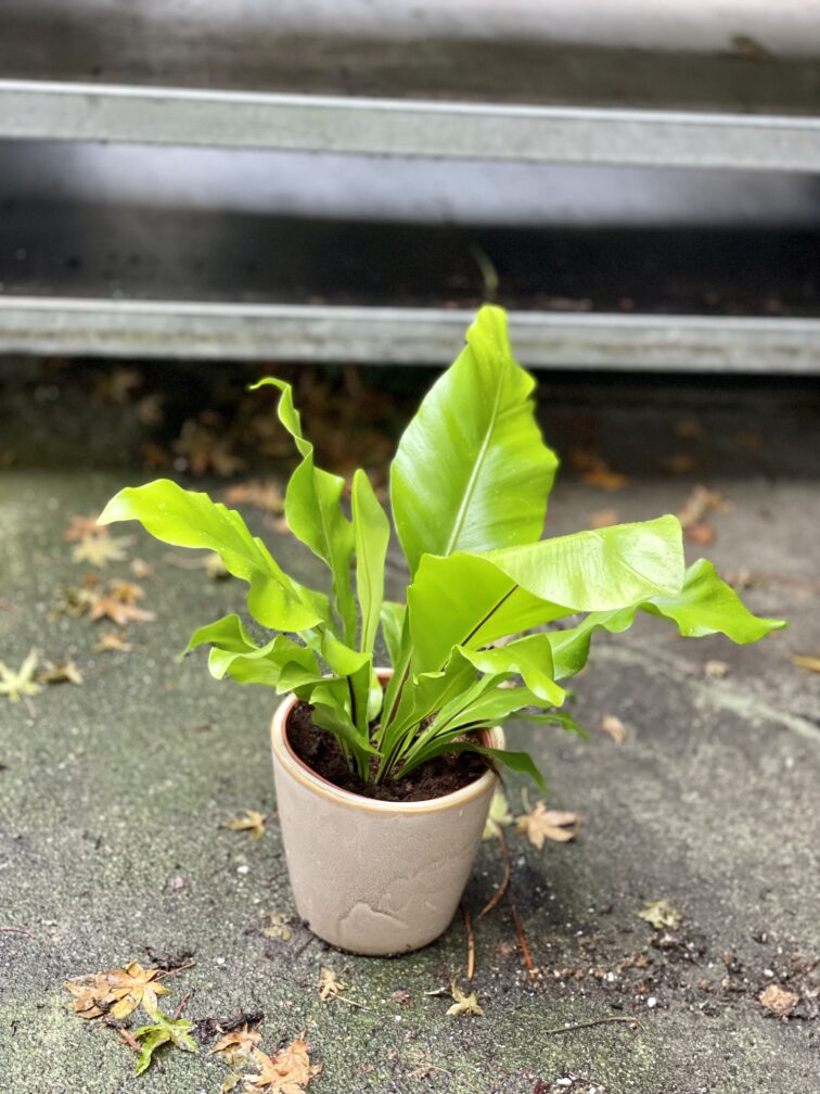 Zdjęcie rosliny doniczkowej Asplenium nidus (Zanokcica Gniazdowa), ujęcie 3
