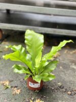 Zdjęcie rosliny doniczkowej Asplenium nidus (Zanokcica Gniazdowa), ujęcie 4