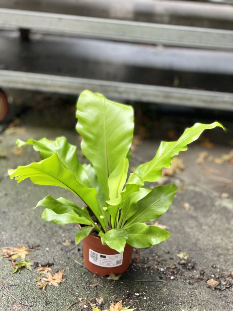 Zdjęcie rosliny doniczkowej Asplenium nidus (Zanokcica Gniazdowa), ujęcie 4