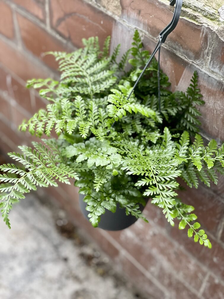 Zdjęcie rosliny doniczkowej Asplenium Parvati, ujęcie 1
