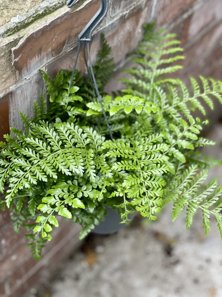 Zdjęcie rosliny doniczkowej Asplenium Parvati, ujęcie 2