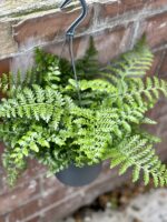Zdjęcie rosliny doniczkowej Asplenium Parvati, ujęcie 3