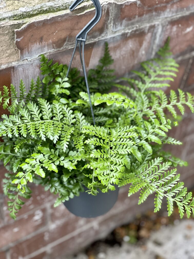 Zdjęcie rosliny doniczkowej Asplenium Parvati, ujęcie 3
