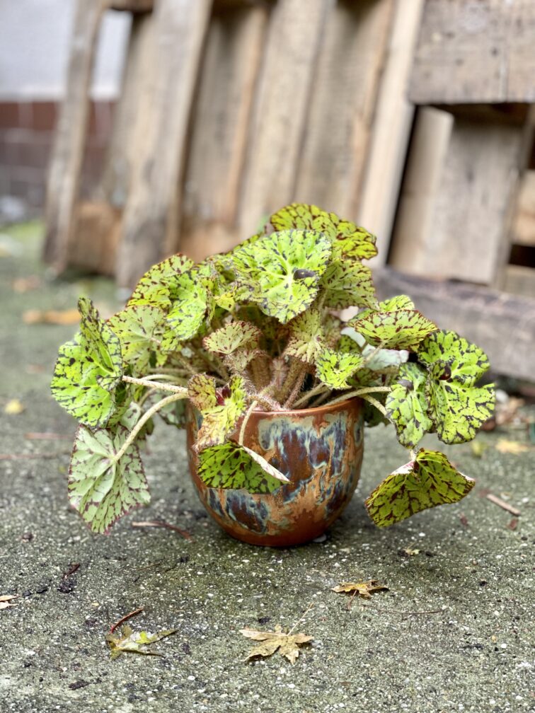 Zdjęcie rosliny doniczkowej Begonia foliage Lime Fever, ujęcie 1