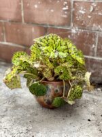 Zdjęcie rosliny doniczkowej Begonia foliage Lime Fever, ujęcie 2