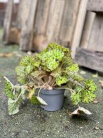 Zdjęcie rosliny doniczkowej Begonia foliage Lime Fever, ujęcie 3